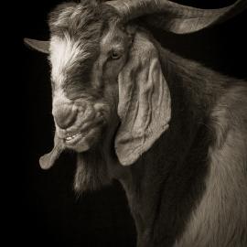 Kevin Horan: Goats and Sheep