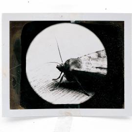 Art + Science: INSECTA: Mike & Doug Starn