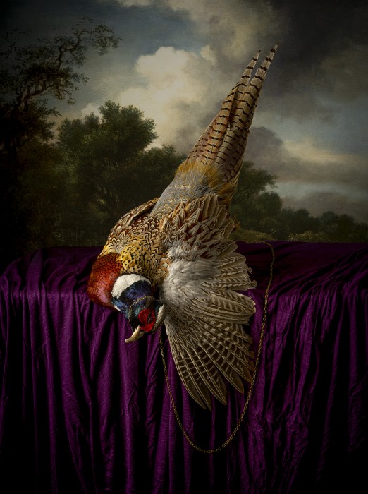 Witham_Plumage