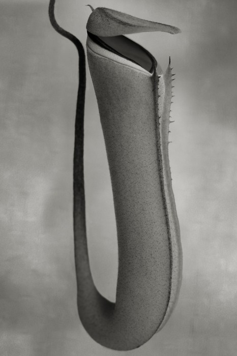 Nepenthes Albomarginata copy