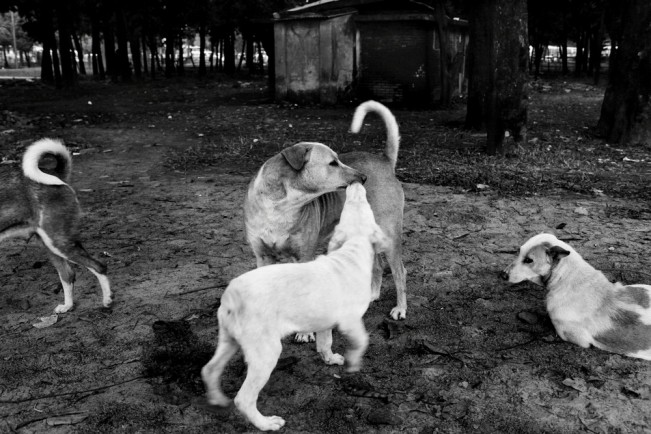Street dogs find safe shelter and source of food in the park.