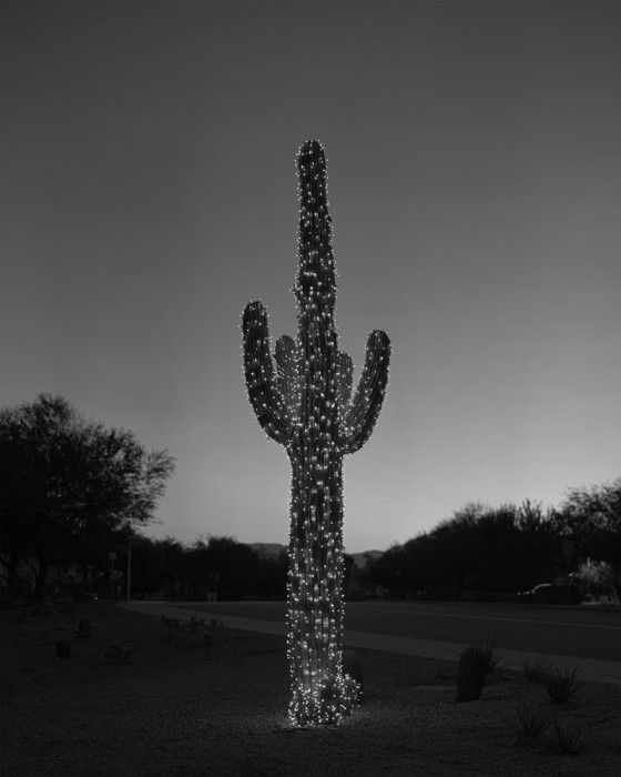 thomaslockehobbs-14-saguaro
