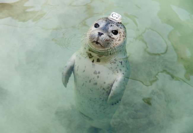 Harbor Seal #C2
