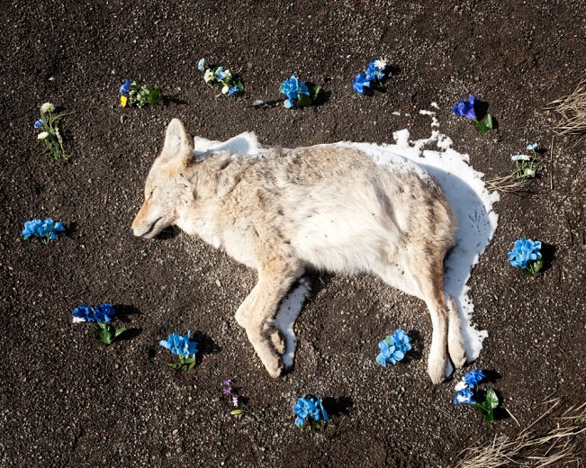 Coyote, from the series At Rest