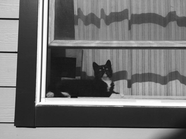 kitten in a window