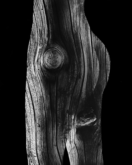 Steve Engelmann - Ancient Wood