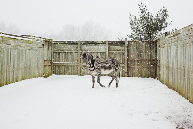 A Grevy's zebra named "Elvis" stomps in the snow of his outdoor pen at The Wilds in Cumberland, Ohio on February 27, 2007. Situated on 10,000 acres of reclaimed strip mine land, The Wilds is a research and conservation facility for rare and endangered animals. During the warmer months animals are allowed to roam freely but in the winter are kept in heated indoor pens.