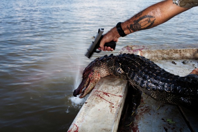 Rebel plants a second bullet in the head of a gator that kept moving after being hauled into the boat while hunting for alligators near Shell Island, Louisiana on September 20, 2009. Each gator is then tagged before being piled in the bottom of the boat.
