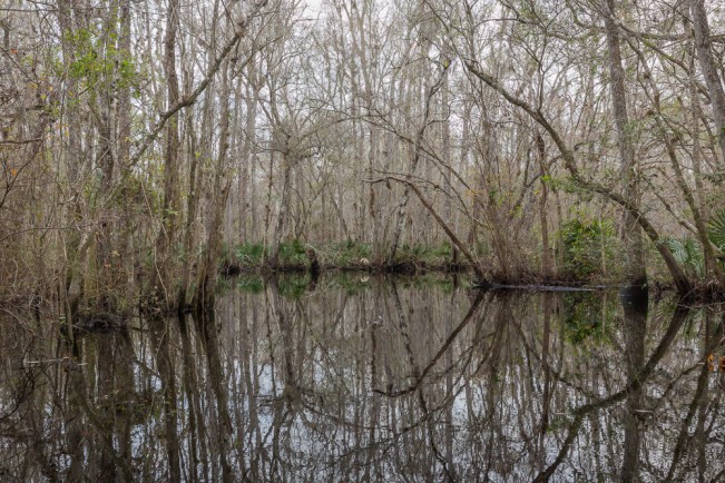 Thomas Creek – Jacksonville, FL Winter transforms the creek landscape completely. The ability to see “through” the forest creates a new perspective, one of openness and clarity. The trees stripped of their leaves, form a loose boundary and bring new freedom of movement and light.