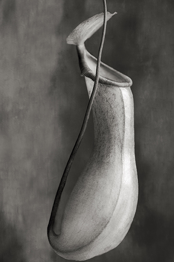Nepenthes Ventricosa © Beth Moon