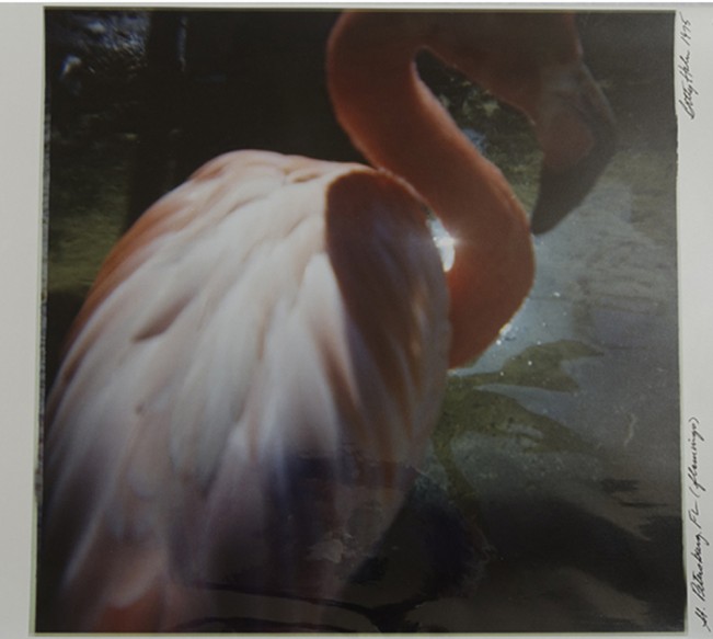 BettyHahn-Flamingo