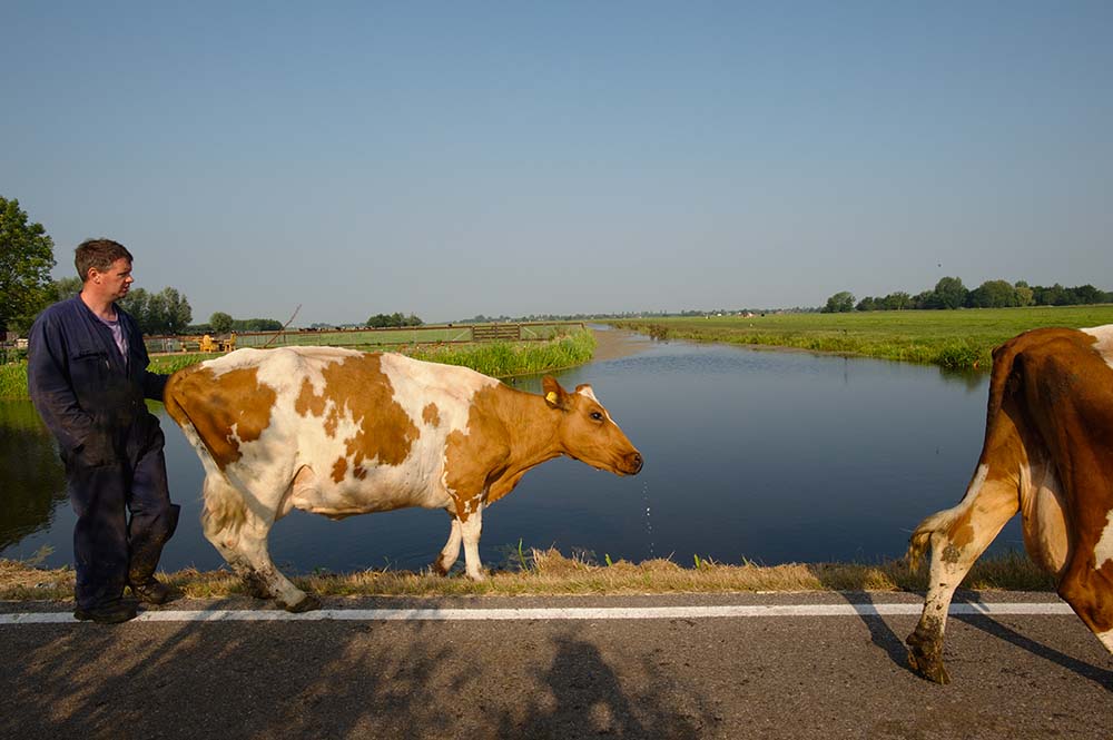 Dutch farmer Koos van der Laan urges his cows to walk on to another pasture instead of drinking water from the ditch next to the road, De Beekhoeve, July 2009, from the book The Other Farm.