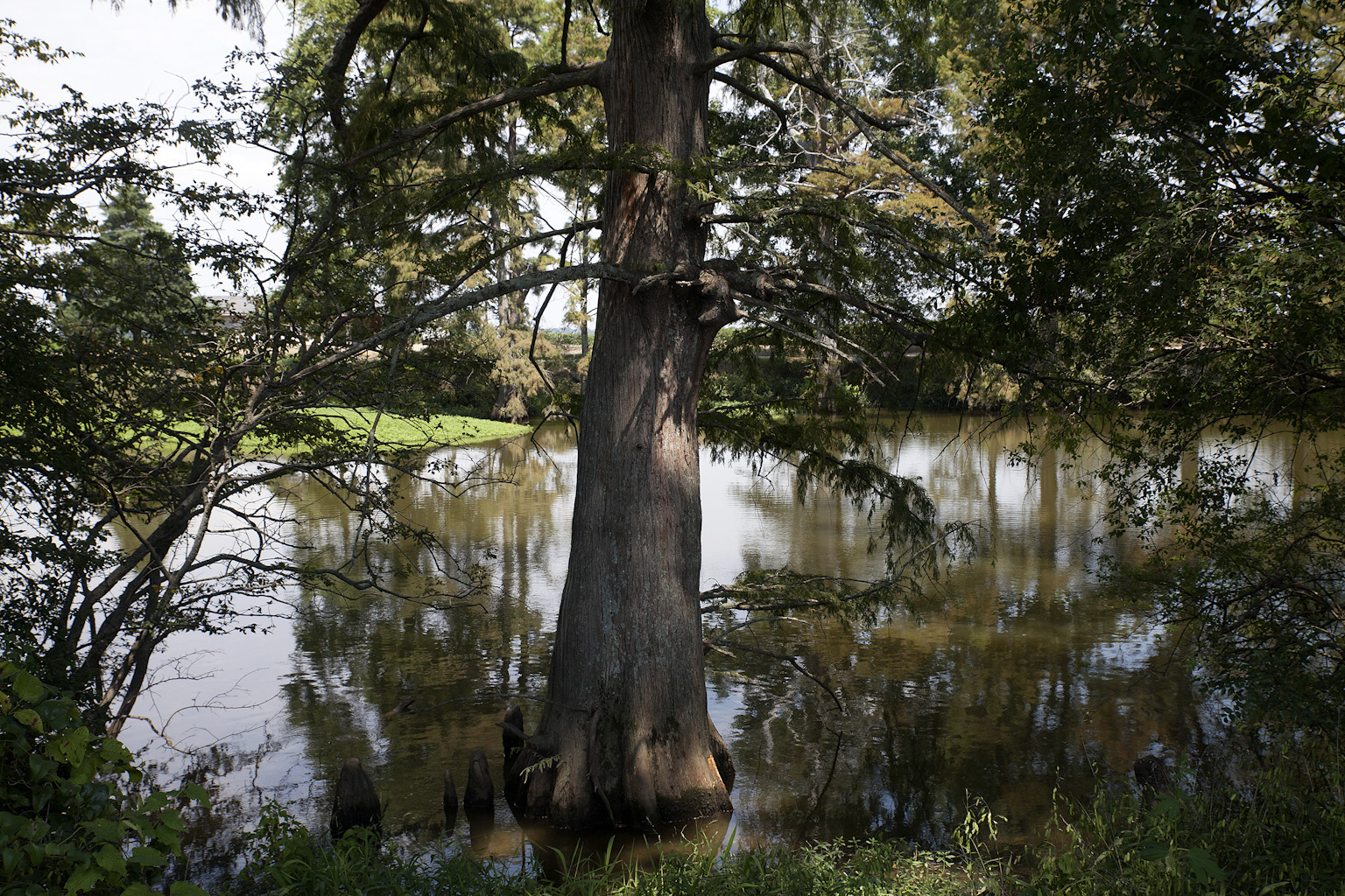 Bald Cypress Trees in a small stream located on the Pickens Plantation just outside Dumas. | Dumas, Arkansas