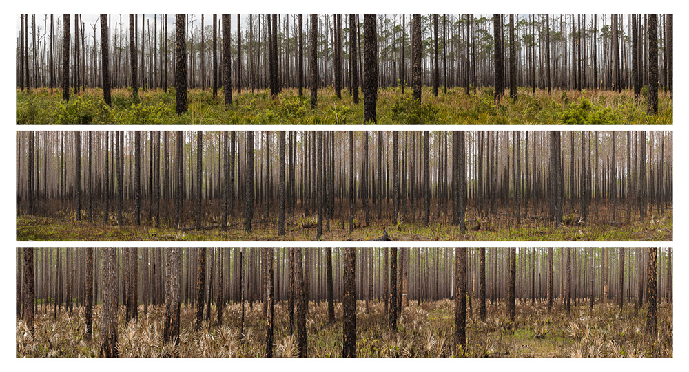 02_pine-study-3-osceola-national-forest