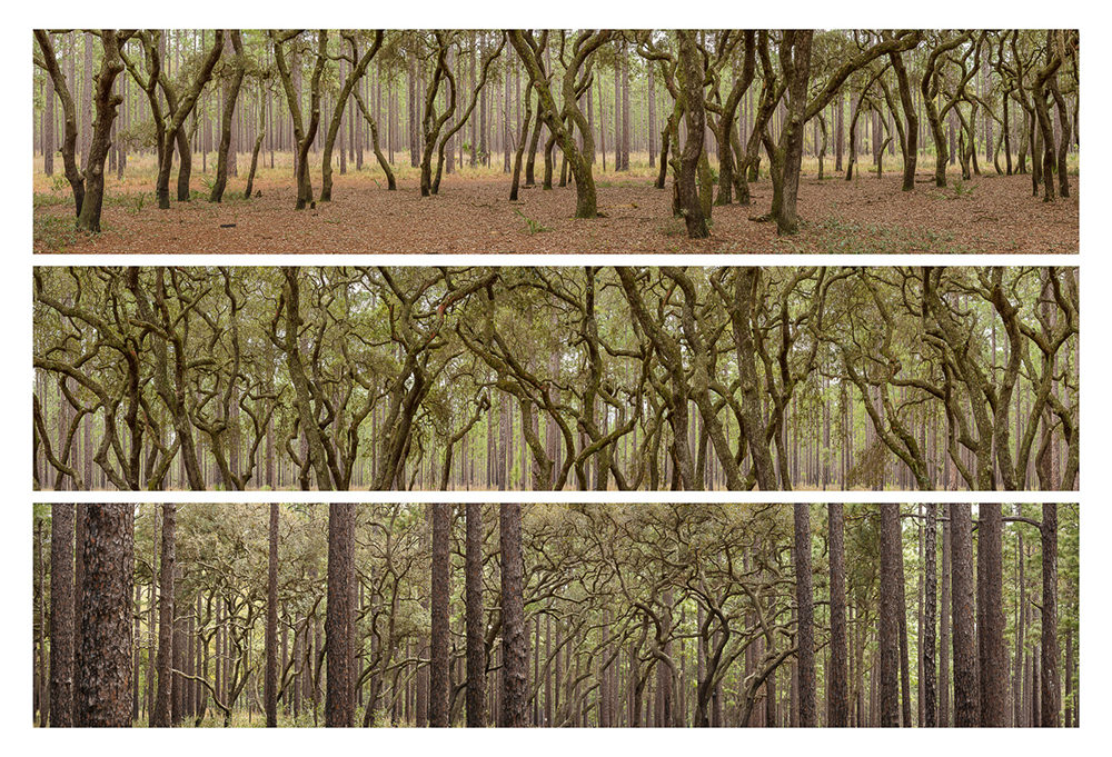 05_oak-study-2-ocala-national-forest