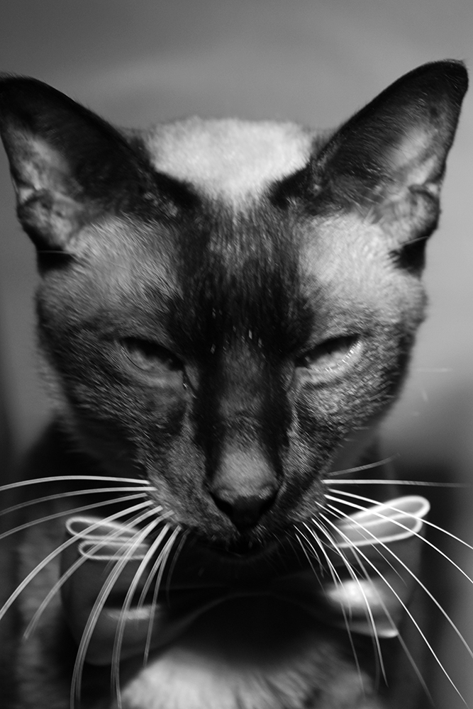 hermanovska_the_dandy_cat