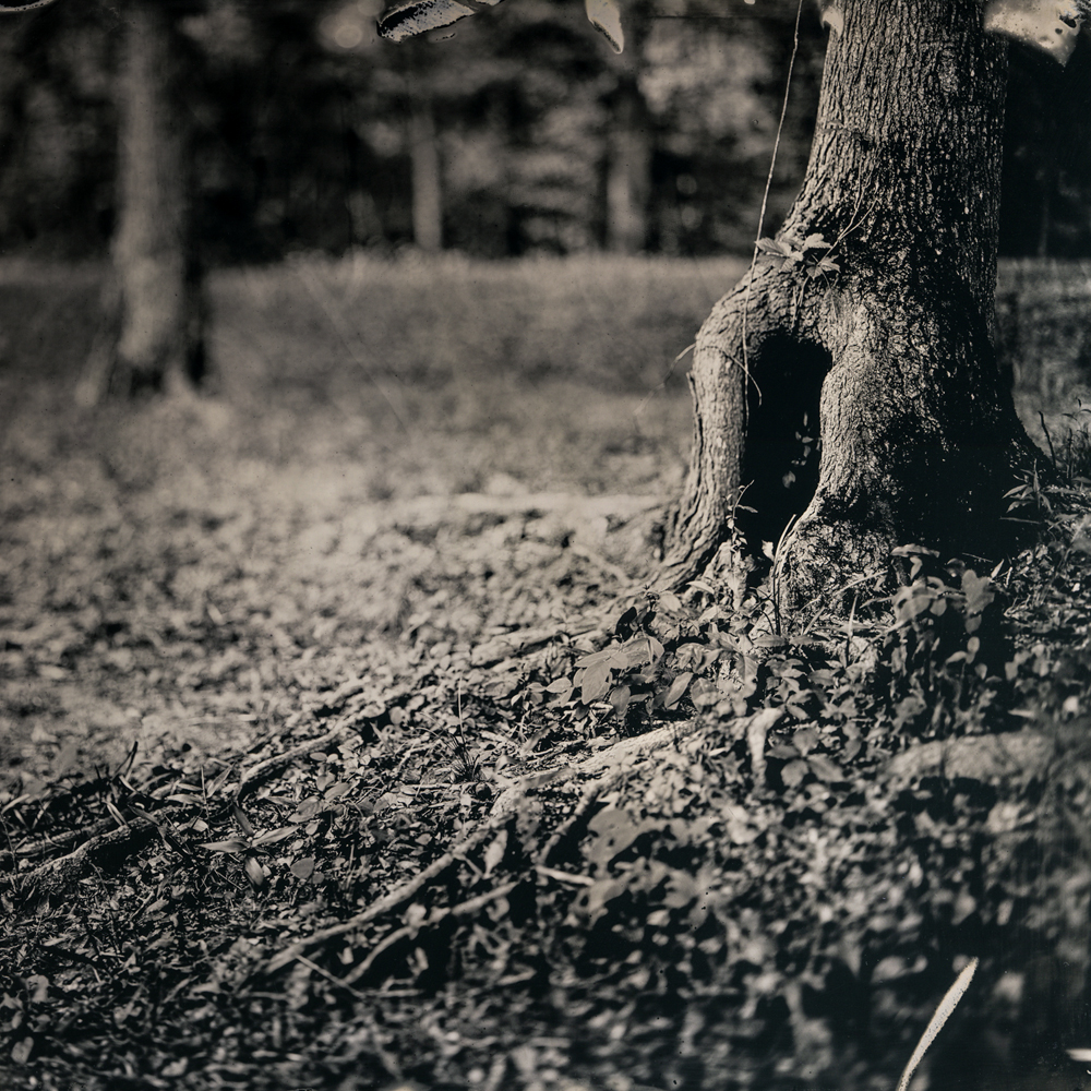05_hollow_tree_tintype