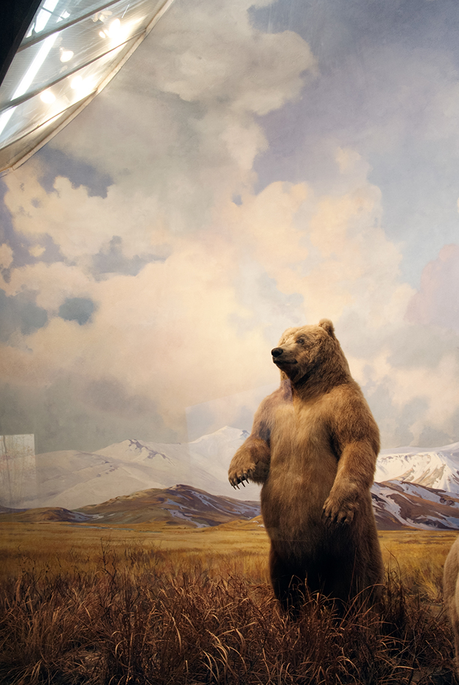 Bear, American Museum of Natural History, New York, New York 201