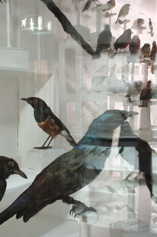 Birds, Museo di Storia Naturale, Florence, Italy 2011