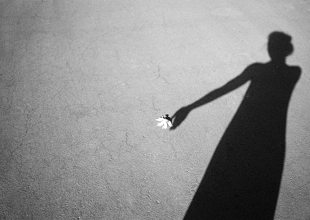 Shadow holding flower