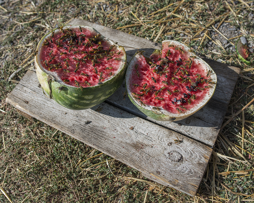 A watermelon sits split in half by the side of the road.  "Why should I support the soldiers? They are somebody's children but the other side are also somebody's children. I want to cry."