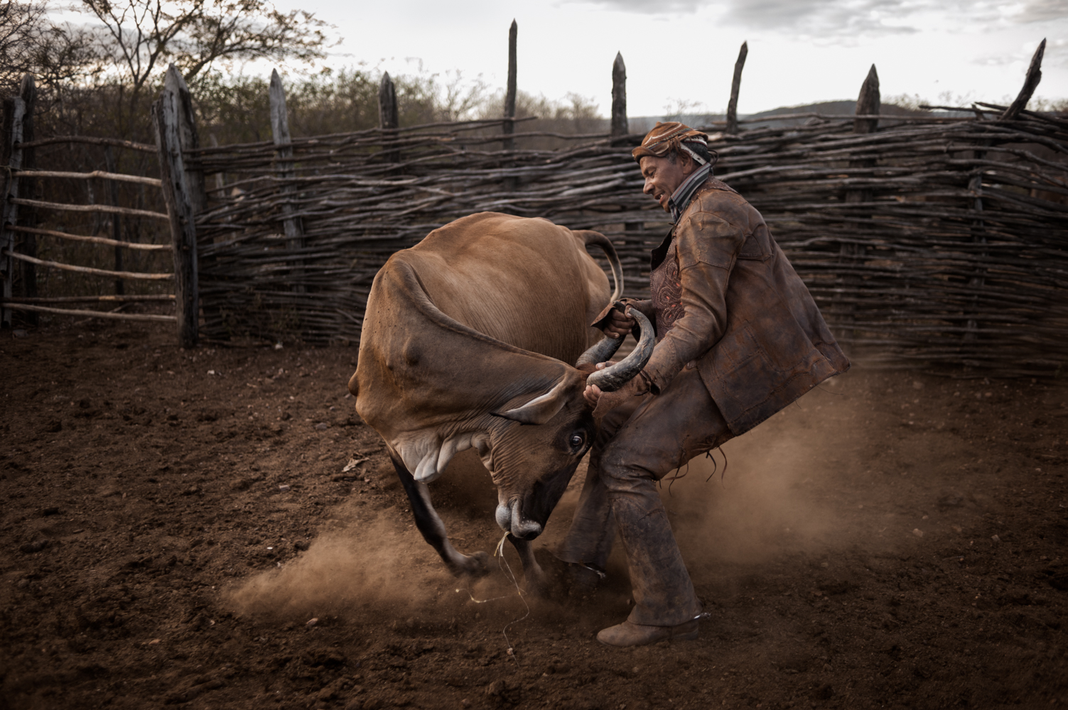 Handling cattle in the tough "Sertao"