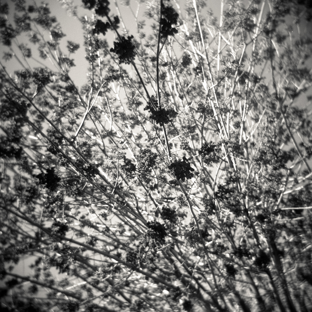04-02 Cherry Blossom Tree_©GinaDeGideo
