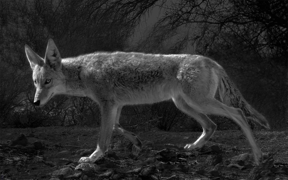 05_moonlight coyote res
