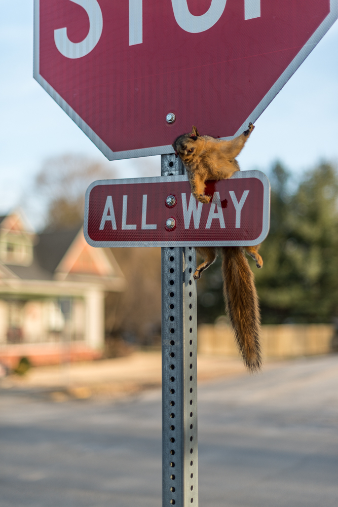 Found Squirrel, Carlisle, Indiana, 2017