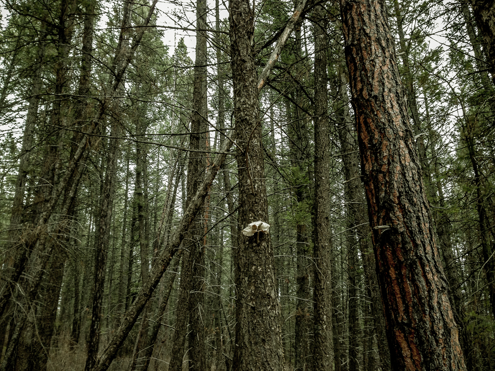 Deer skull stuck on branch in trees