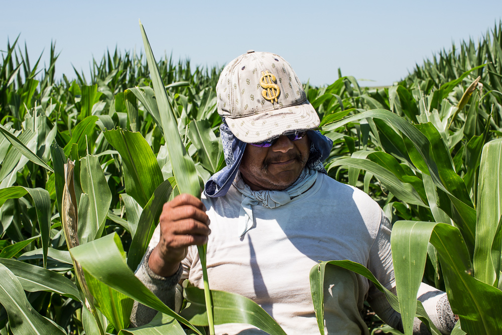 A man detassles corn in a field on Tuesday, July 17, 2012 near Webster City, IA. The seasonal job, which used to employ mostly local children, has increasingly been taken over by Mexican immigrants.