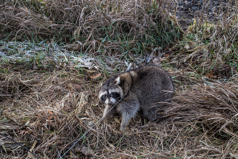 A raccoon, trapped in a snare by Bryan Dayton, awaits its fate on Saturday, November 17, 2012 in Webster City, IA.
