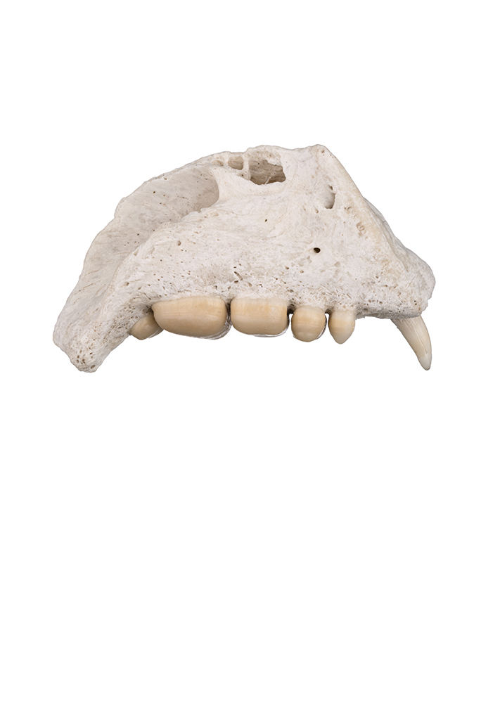 Jawbone_with_Canine