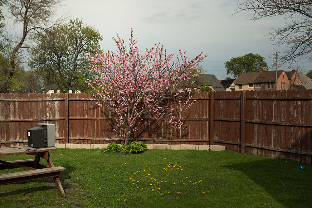 A peach tree blooms in the Marktown neighborhood. |||| American industry disproportionately affects the health of minority and low-income communities, and East Chicago, Ind. ó known as the countryís ìmost industrialized municipalityî during the Industrial Revolution ó offers a view of environmental injustices emerging throughout the Rust Belt.
