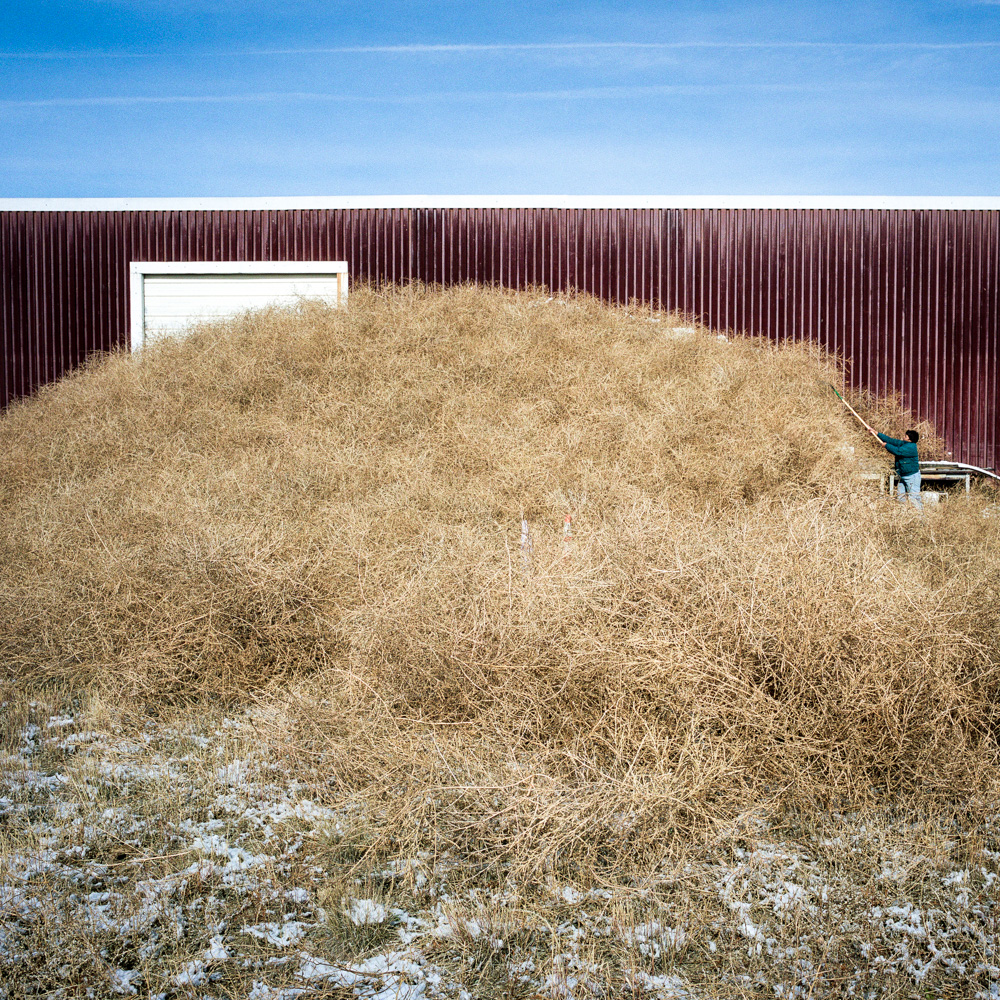 Bertha Medina removes tumbleweeds from her barn. Hanover, Colorado.