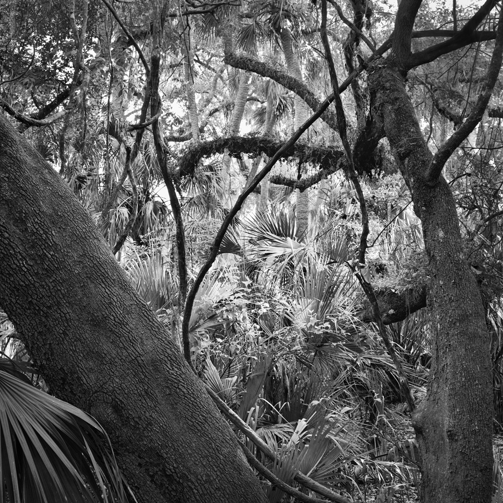 #1_Oaks & Palms, Disney Wilderness Preserve
