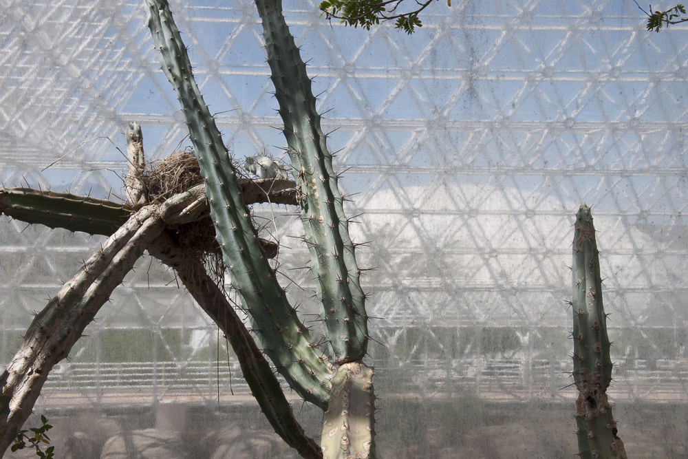 Nest, Biosphere 2