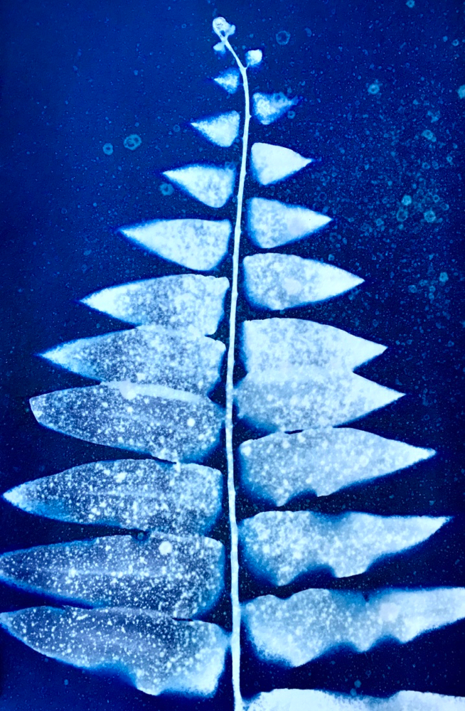 Cyanotype of a fern