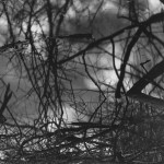 1-EOKerr_OntheBatture_LeveeBrush