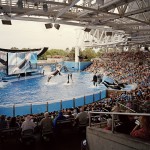 Shamu, Sea World, FL