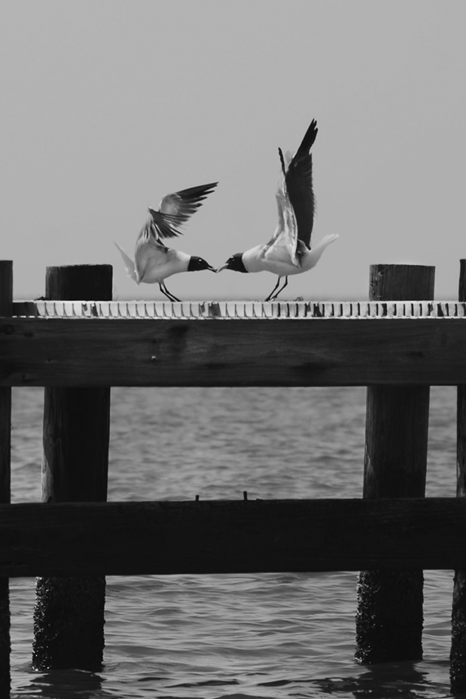 Black and white photo of a mother gull feeding its baby on a Lake Pontchartrain pier.