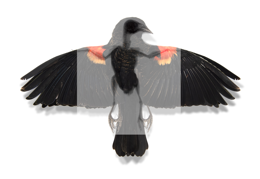 2 Red-winged Blackbird (Agelaius phoeniceus)