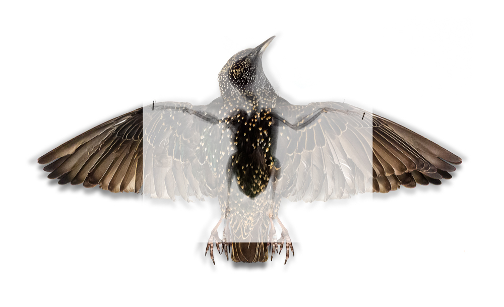 3 European starling (Sturnus vulgaris)