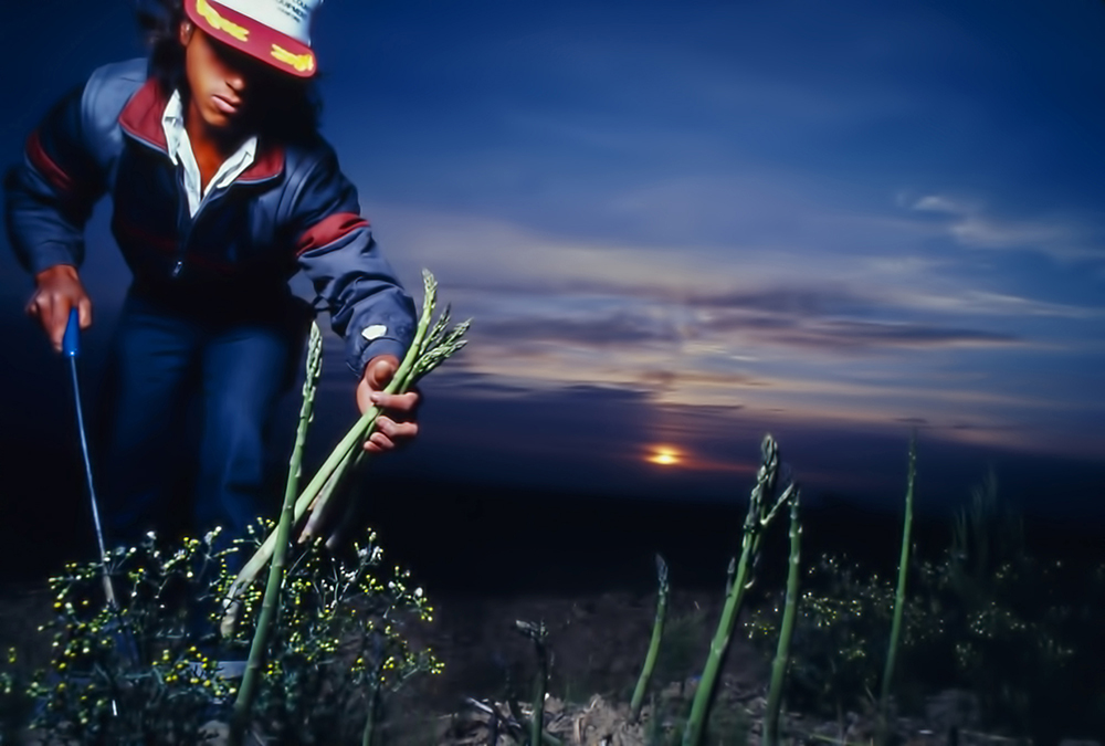 A field hand fromon uses a long, pole knifeto cut aspagus as the sun tops the Sierra Nevada seventy miles to te east.