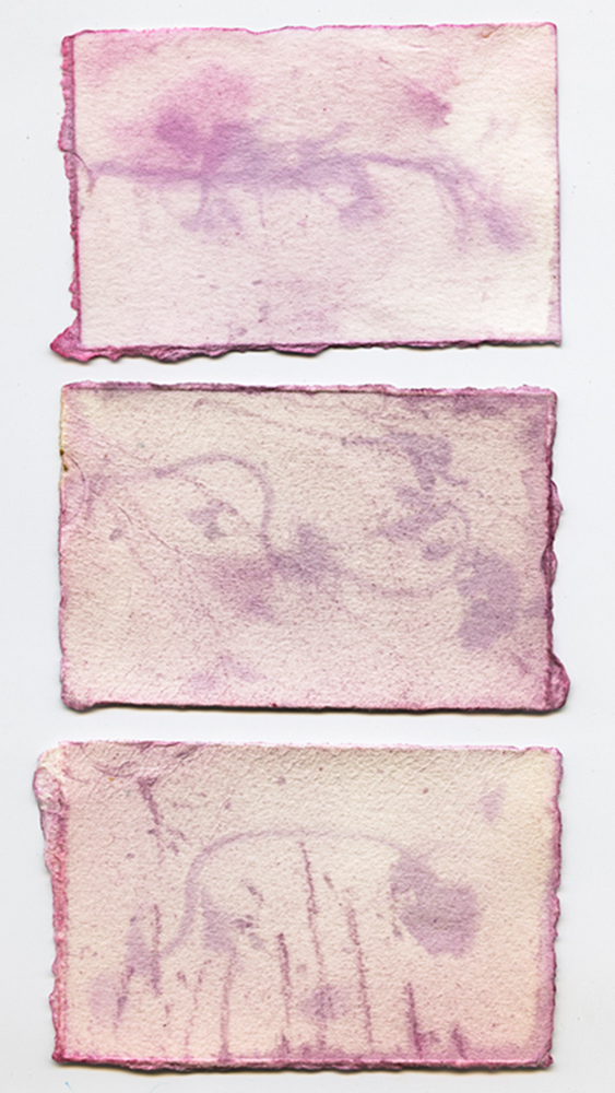 Title: As I Was, Am, and Will Be Medium: Raspberry anthotype
