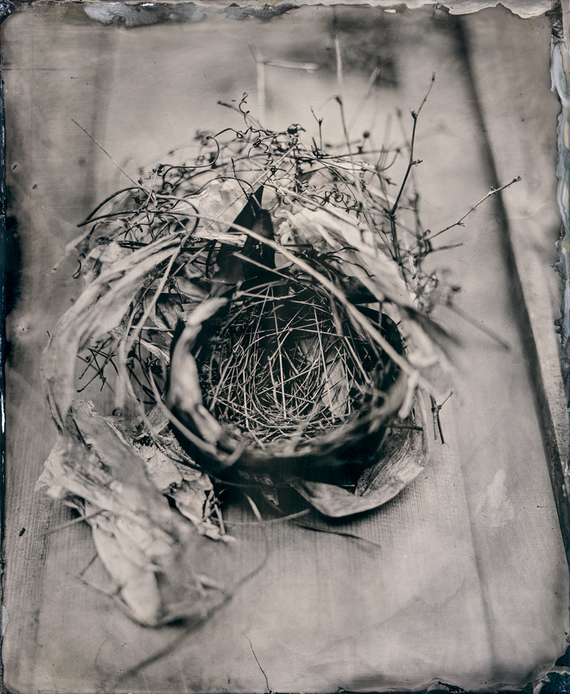 04_bird_nest