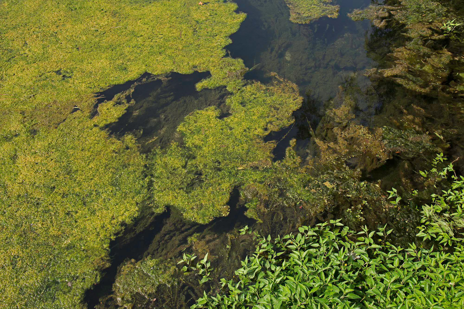 Wakualla Springs Algae
