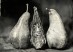 1Bear Gallbladder with Bosc Pears_Christine Fitzgerald