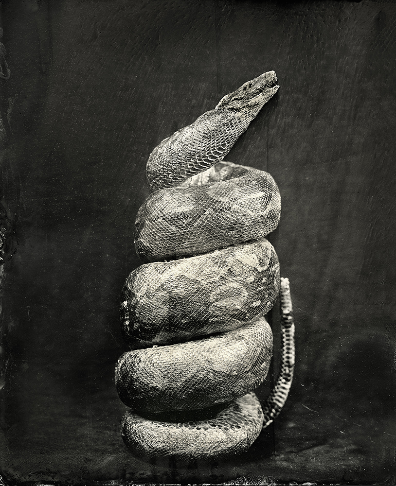8Coiled Snake_Christine Fitzgerald