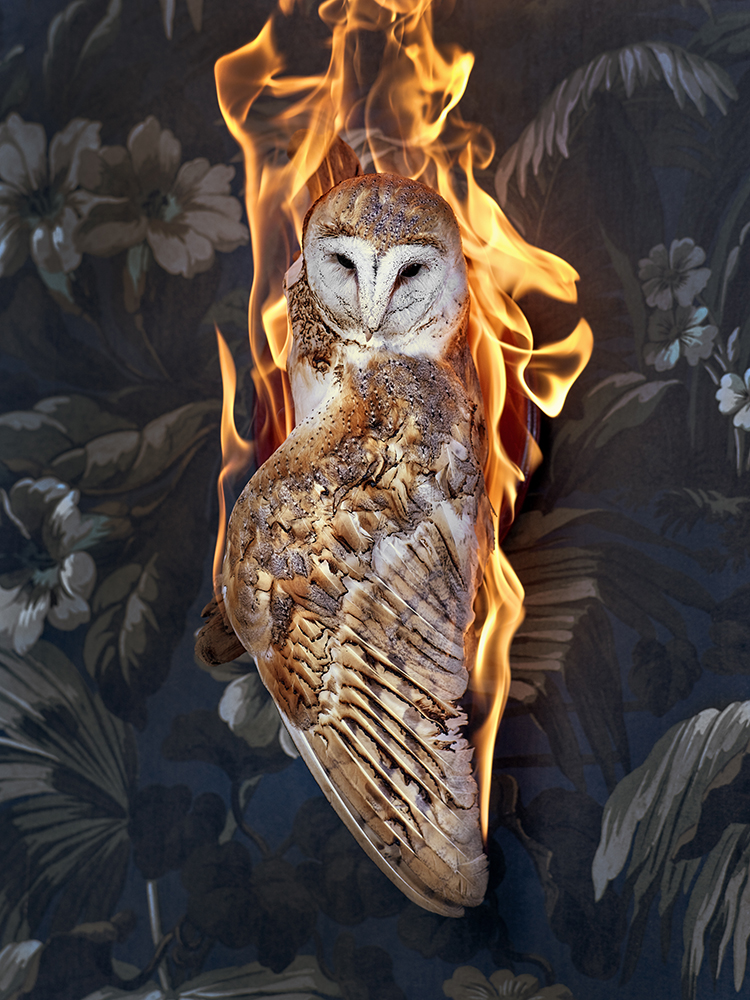 Houge, Christian-Owl, 2019 1000px